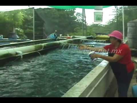 Tilapia Farming Tank