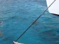 videos de Monk seal 6