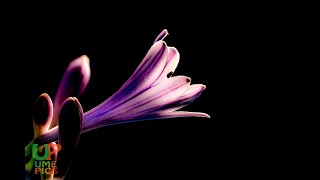220702アガパサスの花「Agapanthus Flower Lily」