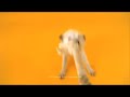 Pedigree Commercial - Tug Pedigree Commercial - Tug
