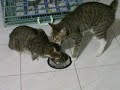 cats