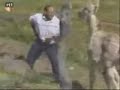 Recopilacion de caidas y golpes de animales