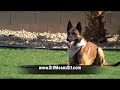 Dog Training - Fred Hassen and 