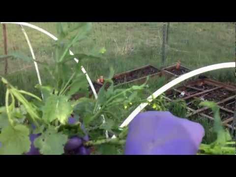 how to harvest broccoli raab