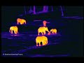 Thermal image video of forest elephant (Valentine) being born