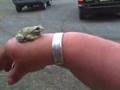 Robin's New Pet
