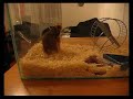 Hamster likes to move it (Hr?ek se rad giba)