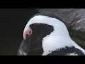 African Penguins at Boulder Beach, South Africa