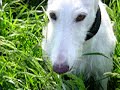 GALGO-HILFE -- LISURAS run GALGO-HILFE -- LISURAS run