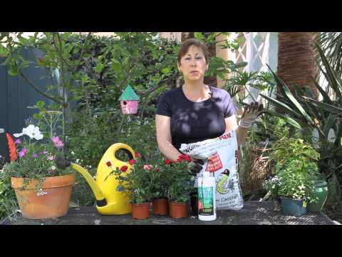 how to fertilize roses year round