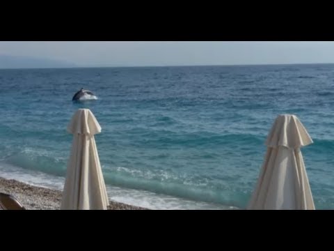 Δελφίνια στην παραλία της Ακράτας