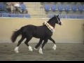Arawa Rhiannon Welsh Cob