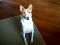 Basenji