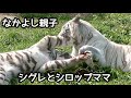 ホワイトタイガー　シグレくんとシロップママがわちゃわちゃしています【伊豆アニマルキングダム】White tiger Shigure Syrup Izu Animal Kingdom