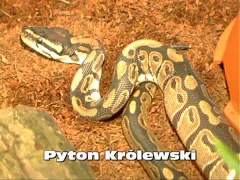Pyton Królewski-kolacja(chomik dżungarski) dżungarski