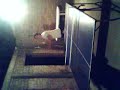 Vid0008