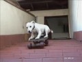 DOG EXTREME PETE..LEARN TO TRAIN LIKE THIS