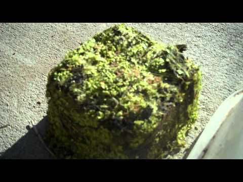 how to grow duckweed for feed