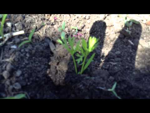 how to replant carrots