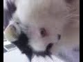 Drew's Cat