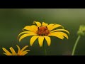 Sweet Fragrance of Psalms in Farsi by FarsiPraise Sweet Fragrance of Psalms in Farsi by FarsiPraise