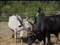 Dankera music video