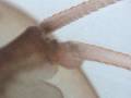 Triops cancriformis al microscopi 2