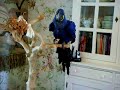 Gwen Stefani with dancing Hyacinth Macaw Jason \ Gwen Stefani with dancing Hyacinth Macaw Jason \