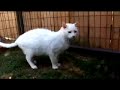 [Video]