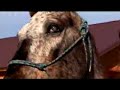 Merry Misfits:  Disabled Animals of the Rolling Dog Ranch