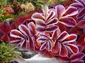 Ecologia