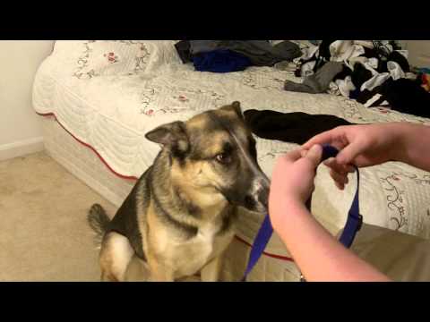 how to fasten a dog harness