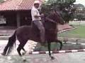 MONTAÑERA HIJA DE GARIVALDI (TROCAHDORA GALOPERA)
