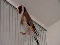 Darrrrek - Breeding carduelis SZPALT EUMO MUTATION male
