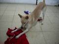 Akamaru mi mascota tonta xD