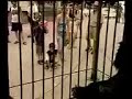 Just for Laughs-Monkeys Laughing At Humans