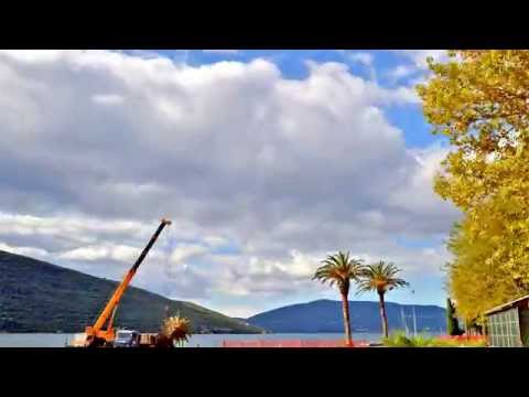 how to transplant phoenix canariensis