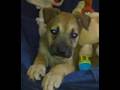 TINKER NECESITA UN HOGAR