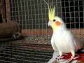 My cockatiel birds (pair) second episode