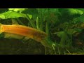 betta macrostoma fry being released betta macrostoma fry being released