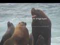 lobos y leones en las costas uruguayas
