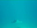 Manta Point Kuramathi Maldives