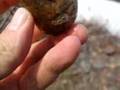 Ugly quartzite encased muffin rock