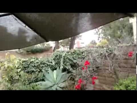 Ana & Pavan - Hummingbird Chick Release March 2,2014