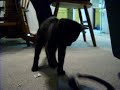 Kitten Vs. Wet Sandal