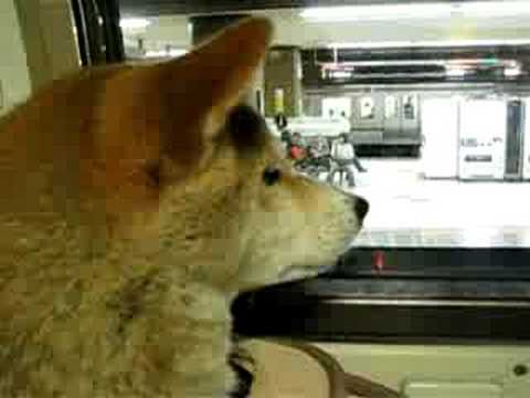 北斗星