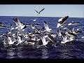 ANTÔNIO MARCOS - GAIVOTAS