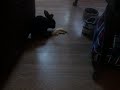 rabbit that wont stop eating