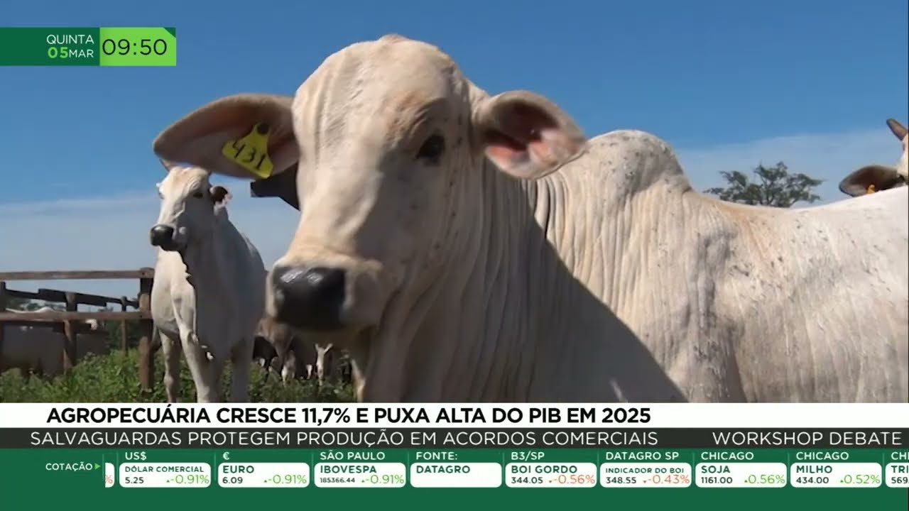 Agropecuária cresce 11,7% e puxa alta do PIB em 2025