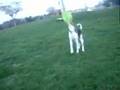 Treeing
